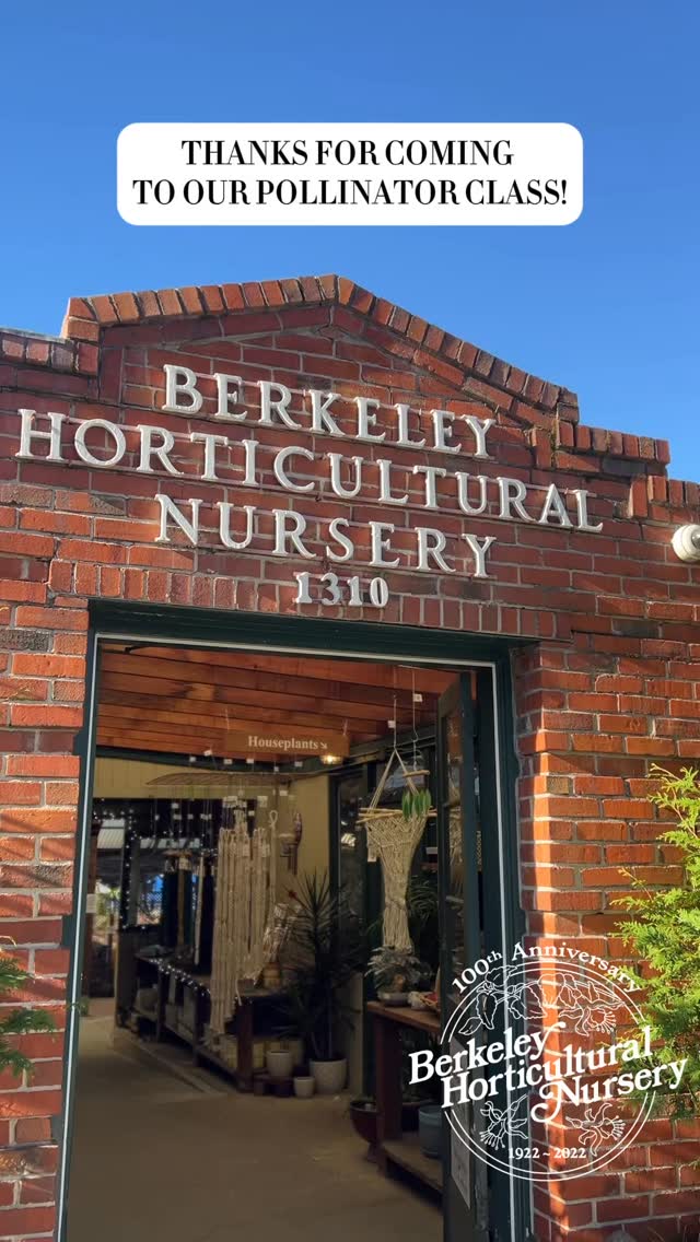 What kinds of classes would you like to see from us next? #berkeleyhort #berkeleyhorticulturalnursery #bayareaplants #plantlife #berkeleygardens #bayareagardens #gardening #pollinatorgarden