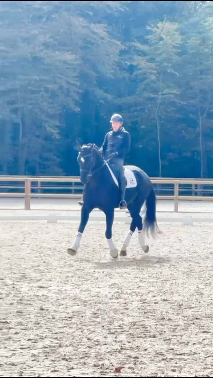 NOW ⚡️ Auction open to bid
🔥 Top level Dressage horses
🐴 young horse to GP horse