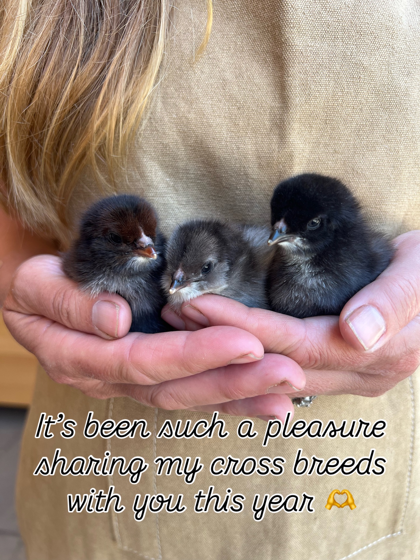 It’s been so much fun researching chicken genetics and creating these cross breeds. And then I got to share them with so many of you. Hundreds of these little treasures now has their own little flocks on other farms and homesteads. And their colorful eggs will spread happiness and excitement to those who collect them.
Last weekend we did a little fall Farmers Market and the host advertised we would be bringing pullets. Yikes, we had already sold out, so we sat down and decided to sell 18 of the pullets that we had originally planned to keep for us. Well, within hours of posting we would be bringing these birds to the market, they were sold. So we have decided to start up the incubator and offer chicks for pick up on October 17th and November 13th. People who pre-order on our website gets a discount too. These chicks will be perfect age for those of you that want to add some pullets to your flock that will start laying early spring. Oh and we are now NPIP certified and AI clean. That means our whole flock was tested and got a clean bill of health so you can rest assure our birds are healthy as you merge them with you current flock. We also offer hatching eggs - rainbow dozen - and we are happy to accommodate requests on color. Dan has worked hard on our website and although it is not perfect, we are pretty happy with it AND our inventory is updated 🤗