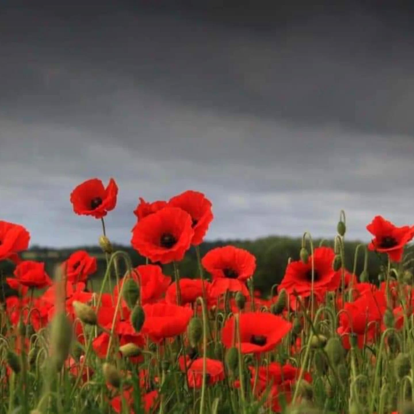 In Flanders fields the poppies blow
Between the crosses, row on row,
That mark our place; and in the sky
The larks, still bravely singing, fly
Scarce heard amid the guns below.
We are the Dead. Short days ago
We lived, felt dawn, saw sunset glow,
Loved and were loved, and now we lie
In Flanders fields.
Take up our quarrel with the foe:
To you from failing hands we throw
The torch; be yours to hold it high.
If ye break faith with us who die
We shall not sleep, though poppies grow
In Flanders fields.