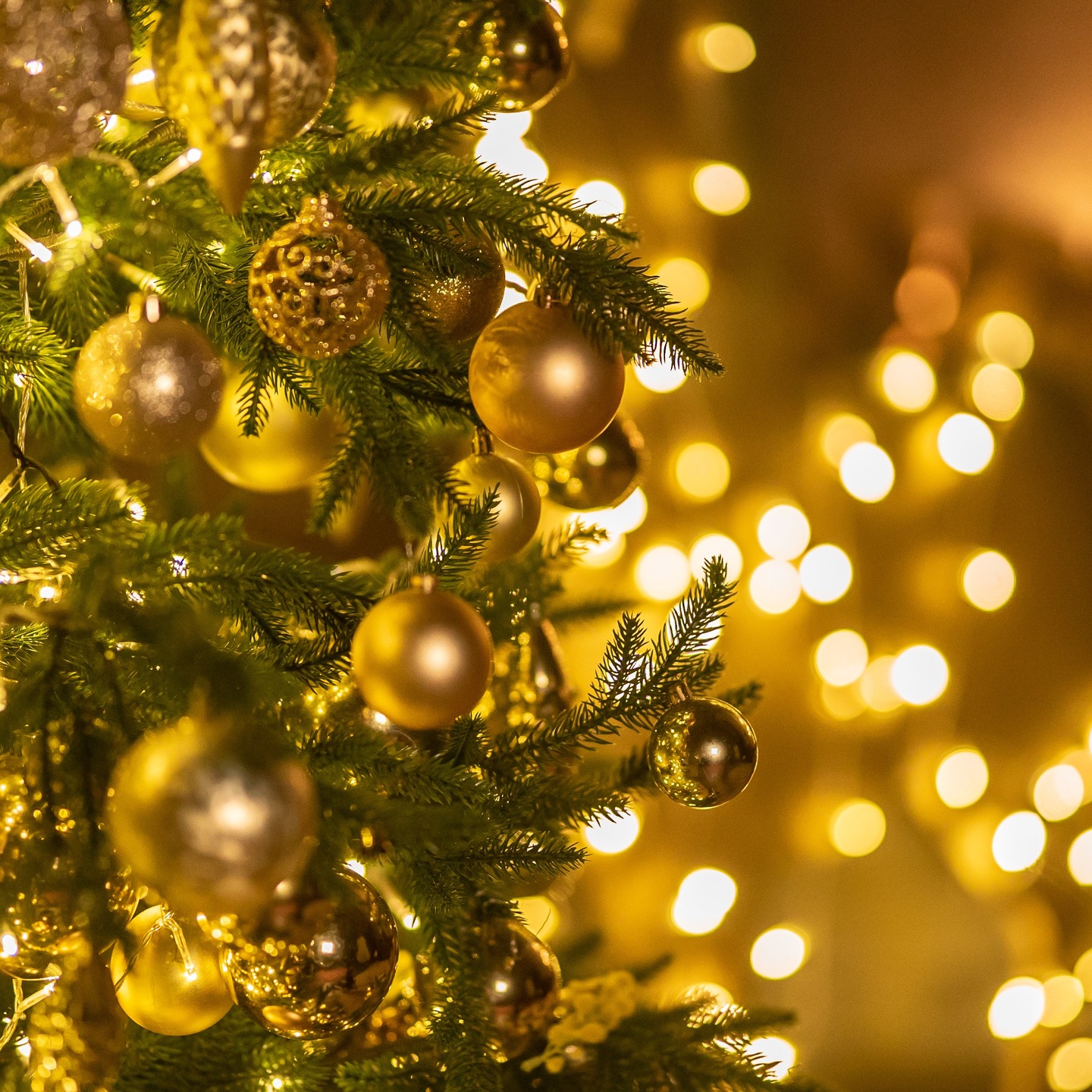 The SVC office is closing for the Christmas break today, Friday 19 December, and will reopen on Monday 5 January.
Sending warm Christmas wishes to everyone, and hoping the coming year brings peace, fulfilment, and joy.