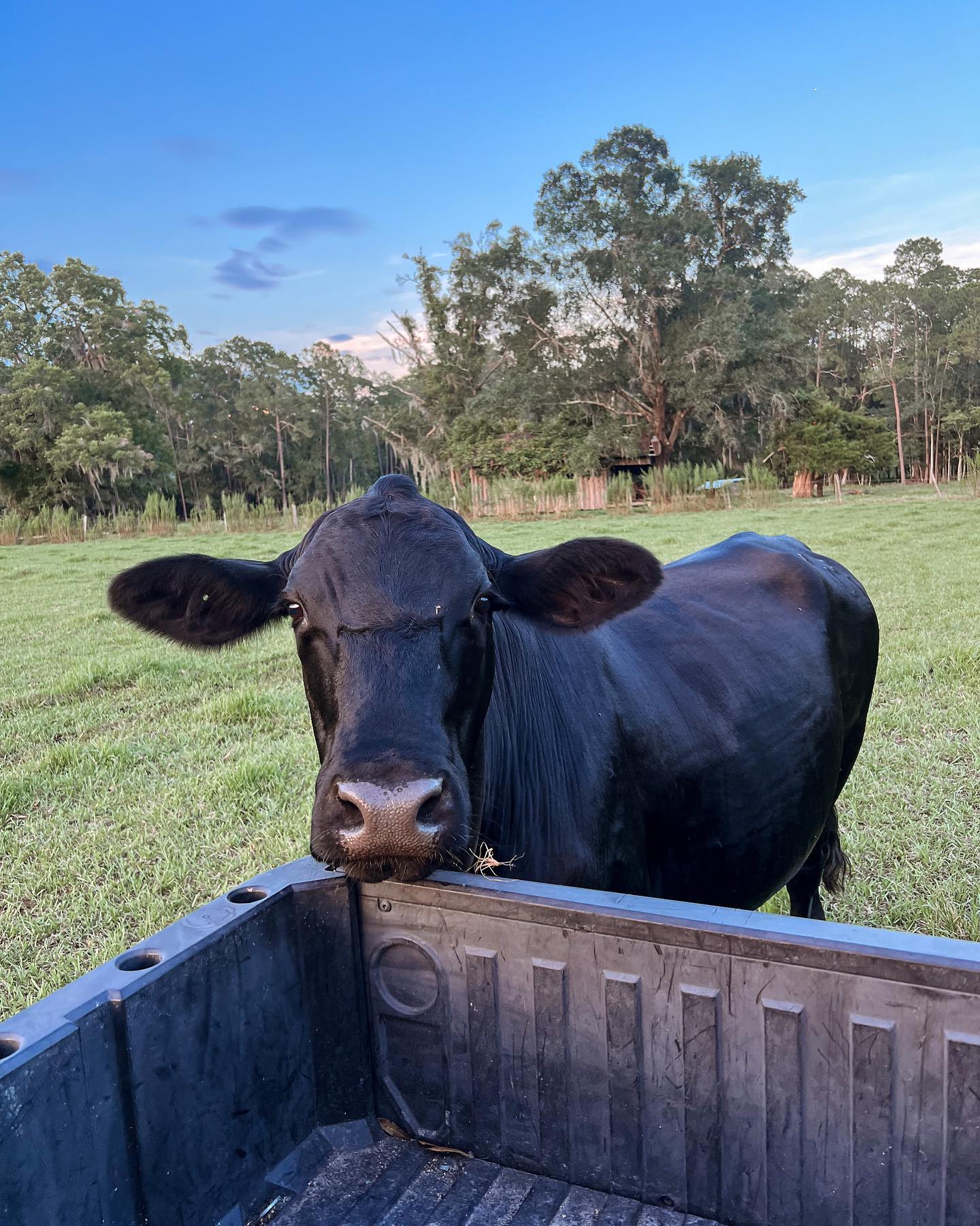 Fun Fact Friday: Did you know that the cattle industry produces nearly 25 billion pounds of meat each year!
#agriculture #agriculturelife #sustainableagriculture #agricultureeducation #agriculturephotos #agriculture_technique #agriculture_worldwide #farm #farmer #farming #harvest #agro #farmlife #farmtotable #sustainablefarming #fertilizer #farminglife #farmingphotos #harvesting #instafarm #farmingpics #growyourfood #foodsecurity #agritech #agricultural #agripics #farmingphotographydaily #agrilife #farmerstyle #farmingphotography