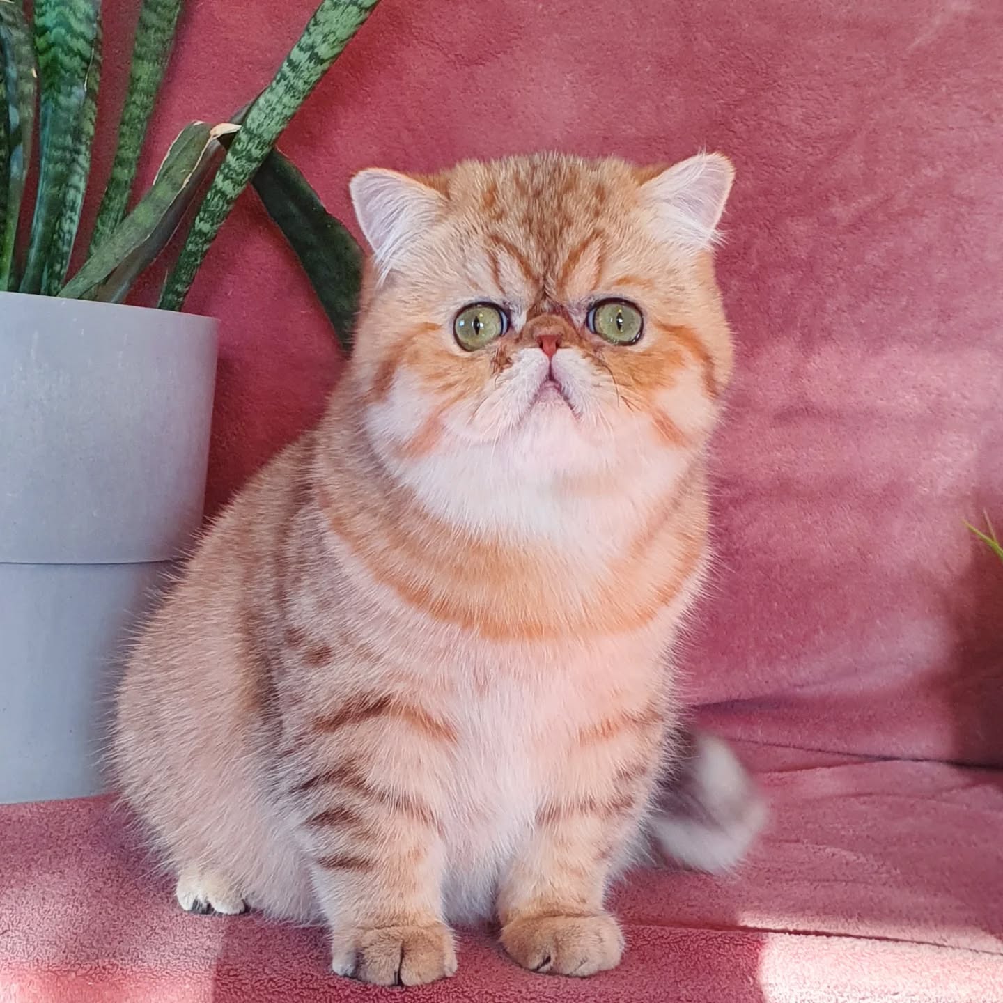 Narf Conan - golden shaded male
Father is CFA CH Narf Shiro, exotic shorthair shaded silver ( Castlegate Lovepotion # 9 x Nightsky's Noma)
Mother is Narf Madeira, golden exotic shorthair ( CFA CH Narf Chummy X Diehl's Mabelle )
Www.narfcattery.com
Www.facebook.com/narfcattery
#cats catsofinstagram #gatopersa gatoexotico silvershaded narfcattery exotic exotico breeder catstagram chinchillacat valencia #bluegoldenshaded greeneyes catoftheday gato