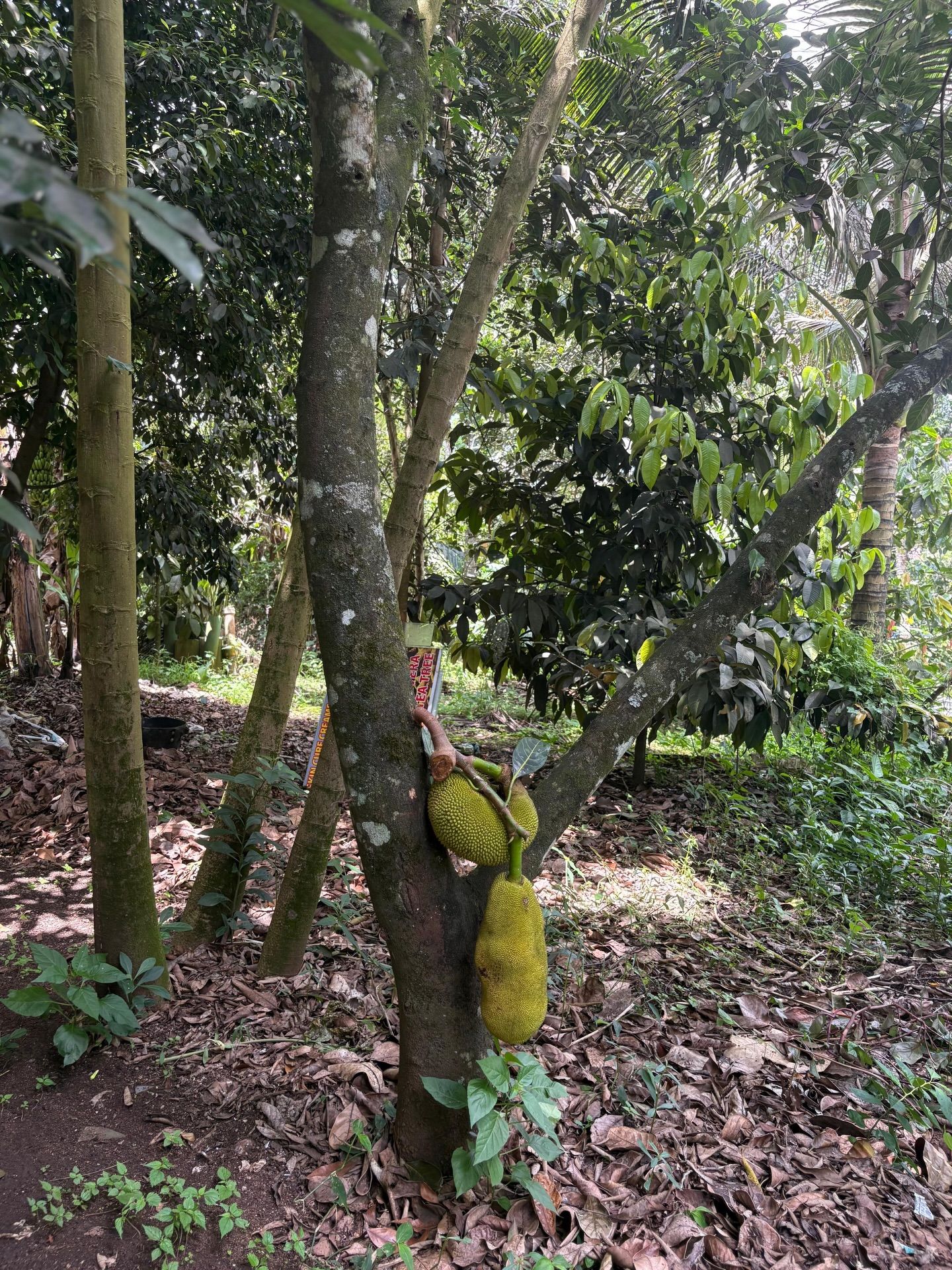 Among the many gifts of the plantation, jackfruit has always been a family favourite.