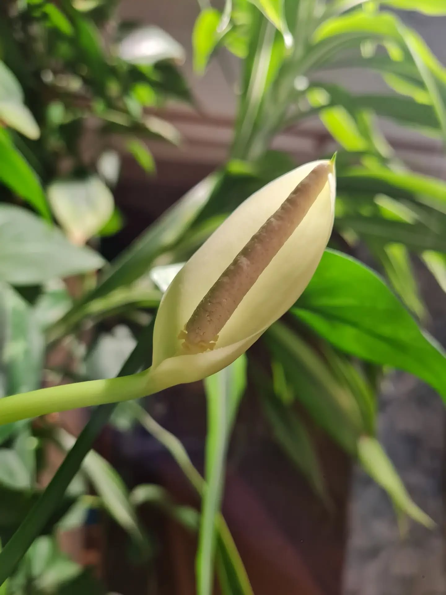 Always love seeing the living wall flower, a pleasant surprise this morning at Moon.
#peacelily