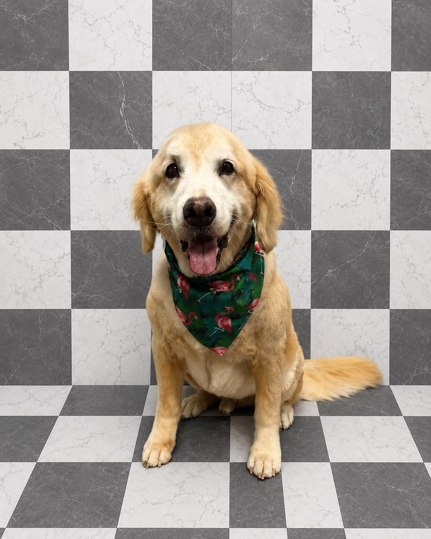 Just casually stealing the spotlight. ๐พโจ
We canโt decide what we love moreโthe flamingo bandana or that sweet face. ๐ฆฉ๐
