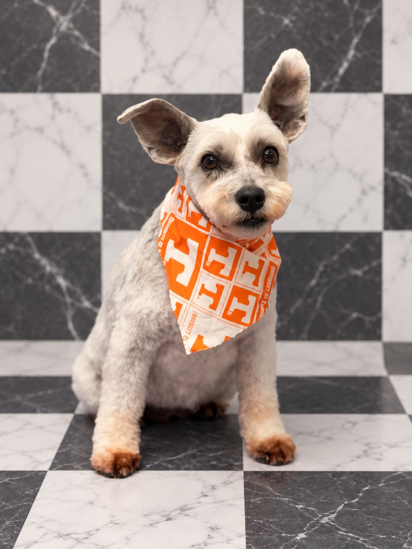Fresh groom and game-day ready! ๐งก๐ค This little Vol is all set to cheer on TennesseeโGo Big Orange! ๐๐