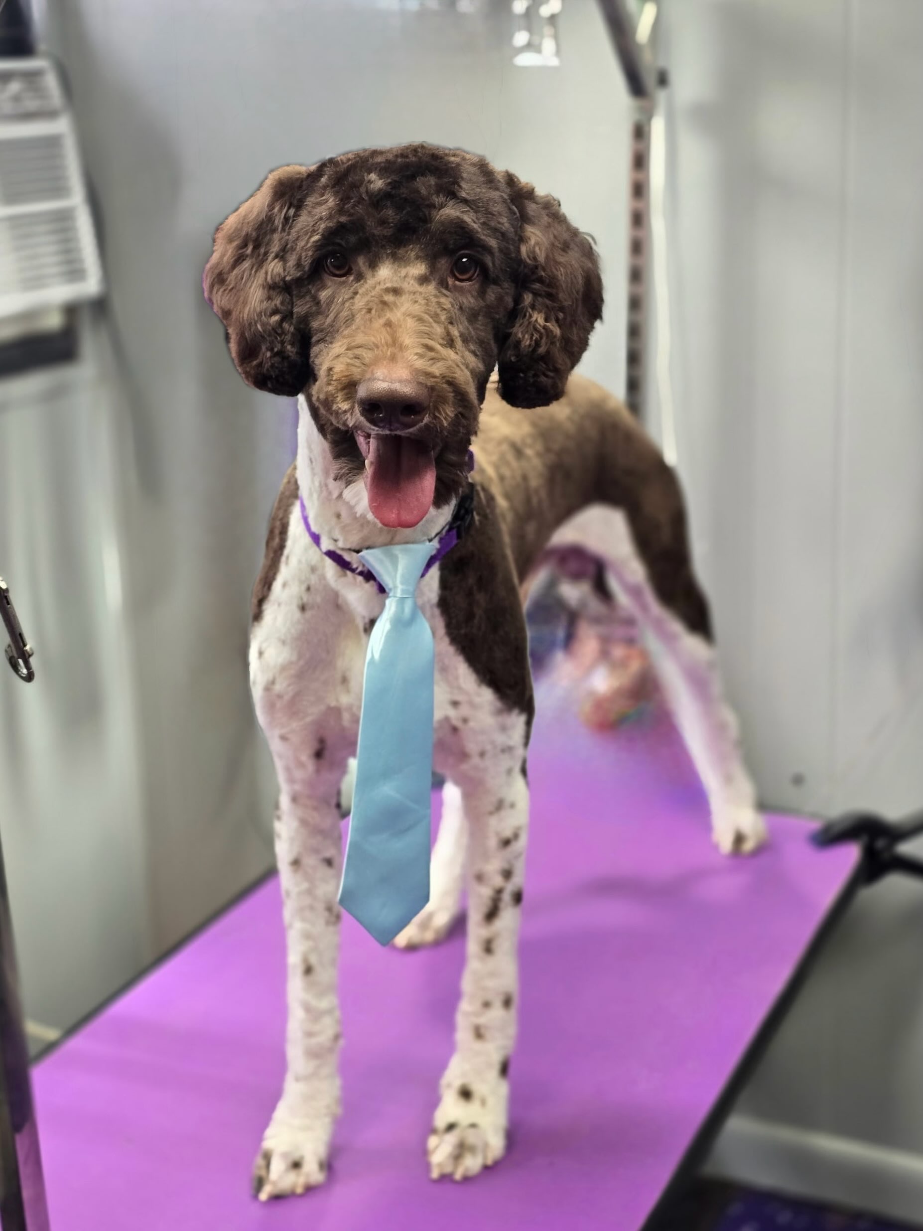 Sweet little guy, all dressed up and so proud to show off his tie. ๐พ๐