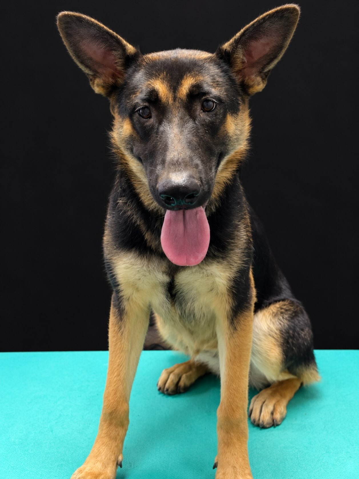 Fall shedding season is here! ๐ Now is the perfect time to book your pupโs deshedding treatment and remove that loose summer coat.