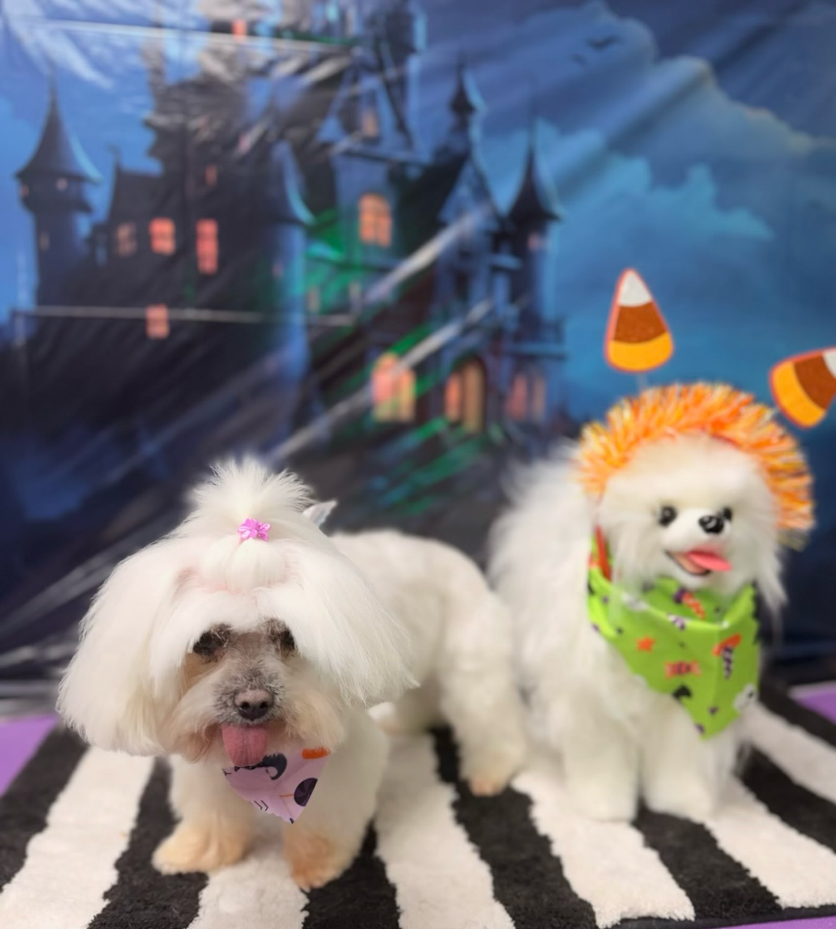 ๐๐พ๏ฟผ Lulu is getting into the Halloween spirit with her spooky little friend, Ralph! ๐ป๐งก
๏ฟผ These two are ready for some tricks, treats, and Halloween fun. ๐ถ๐๐พ