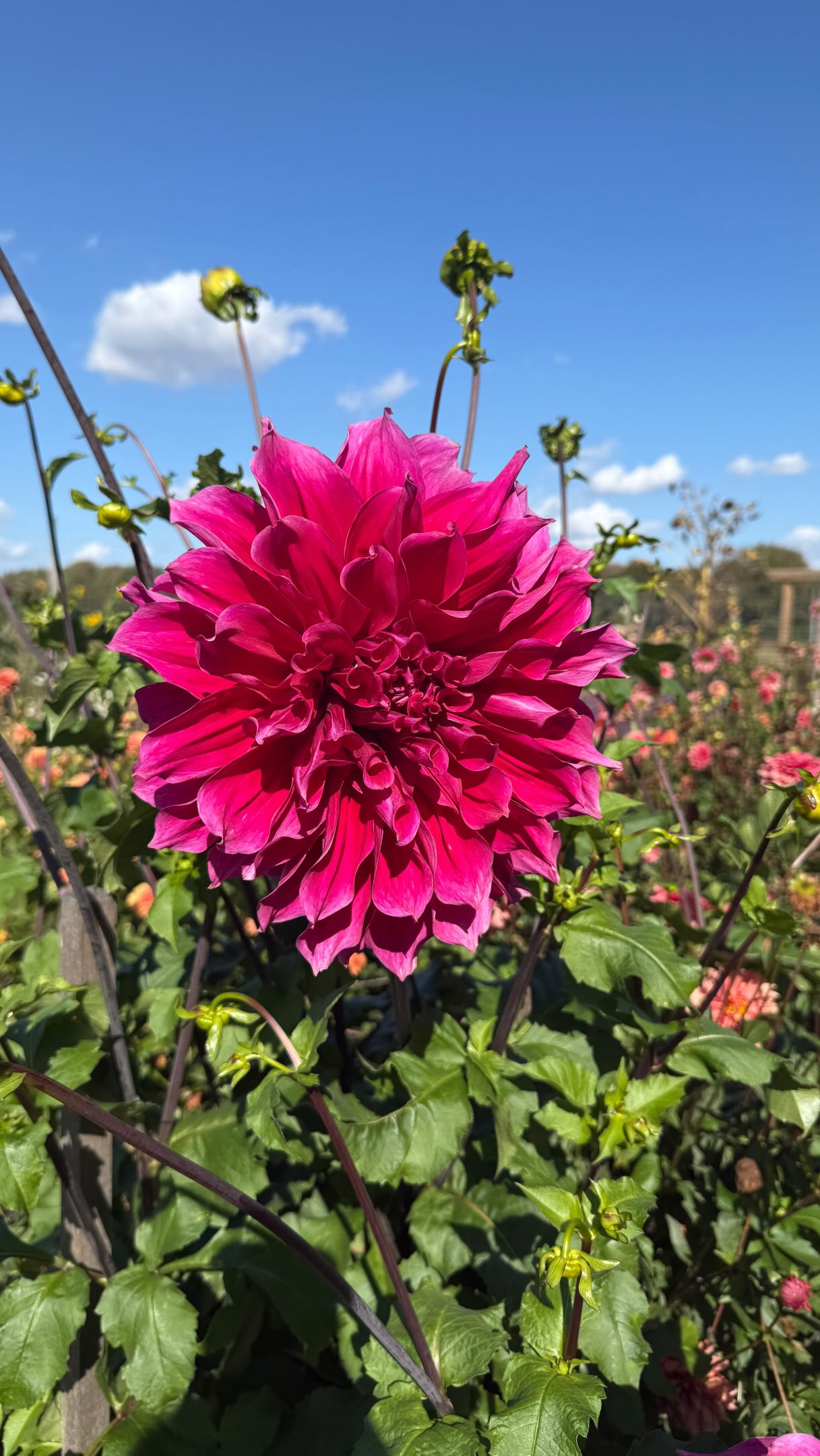 The ‘Emory Paul’ dahlia is a giant dinner plate dahlia that is one of a kind. She doesn’t bloom on anyone else’s time but her own and was in no hurry to. Shes the biggest bloom in the field hands down. And she has massive buds and strong stems! A true beauty✨
I’m glad we finally got to meet her in all her glory!
#emorypauldahlia#bigbloomsandicannotlie#dahliaseason#michiganflowerfarm