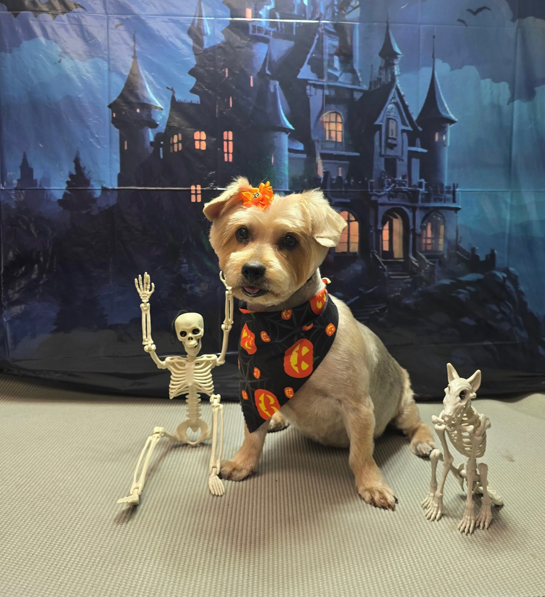 ๐๐ป Betsyโs hanging out with the skeleton crew, keeping an eye out for tricks, treats, and maybe a few extra belly rubs! ๐ฆด๐พ๐